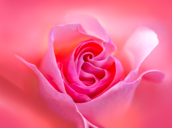 The Pink Rose